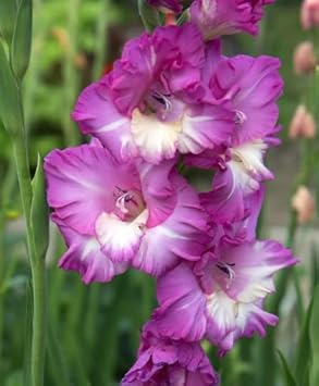 Weiß lila gladiolus blume samen for anpflanzung - perfect for borders, heirloom & gmo free samen for home garten
 
 sale samen for anpflanzung in home garten