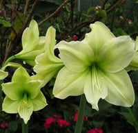 Grün hippeastrum rutilum blume samen for anpflanzung - easy to grow, heirloom & gmo free samen for home garten
 
 sale samen for anpflanzung in home garten