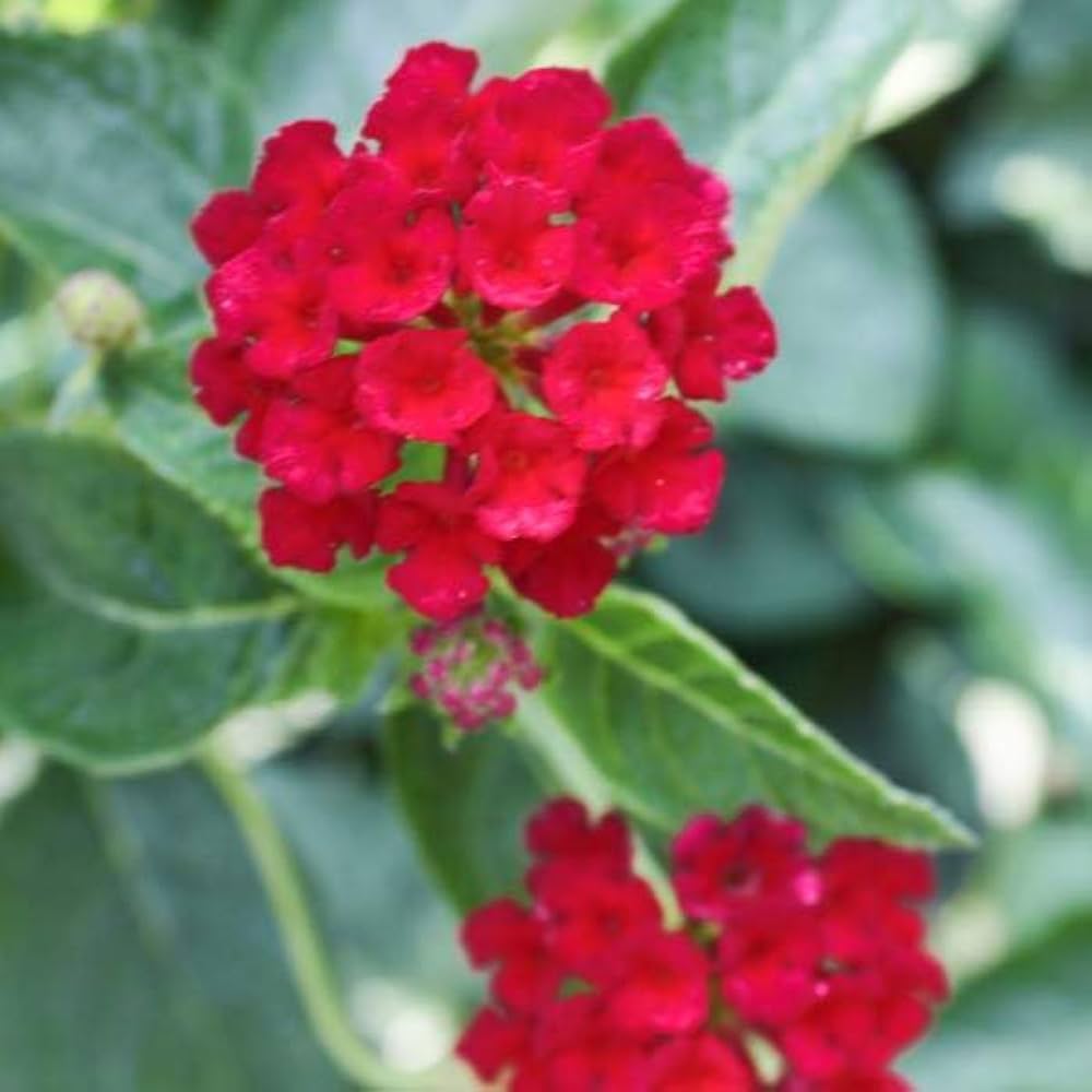 Wandelröschen Samen zur Aussaat Wandelröschen Camara Blume Beet patio Garten