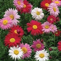 Chrysanthemum robinson's blume samen for anpflanzung pollinator friendly heirloom & gmo free samen for home garten 
 
 sale for anpflanzung in home garten