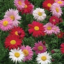 Chrysanthemum robinson's blume samen for anpflanzung pollinator friendly heirloom & gmo free samen for home garten 
 
 sale for anpflanzung in home garten