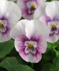 Veilchen Sorbet XP Rosa Halo Samen elegant Rosa Gartenblumen