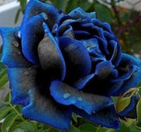 Lila schwarz supreme rose blume samen for anpflanzung - compact growth, heirloom & gmo free samen for home garten
 
 sale samen for anpflanzung in home garten