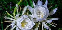 Silver epiphyllum blume samen for anpflanzung - pollinator friendly, heirloom & gmo free samen for home garten
 
 sale for anpflanzung in home garten