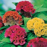 Mixed cockscomb celosia argentea for anpflanzung in blume bed