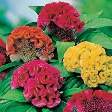 Mixed cockscomb celosia argentea for anpflanzung in blume bed