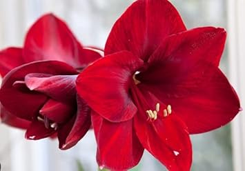 Maroon hippeastrum rutilum blume samen for anpflanzung - garten favorite, heirloom & gmo free samen for home garten
 
 sale for anpflanzung in home garten.