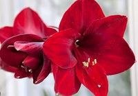 Maroon hippeastrum rutilum blume samen for anpflanzung - garten favorite, heirloom & gmo free samen for home garten
 
 sale for anpflanzung in home garten.