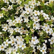 Bacopa blume samen for anpflanzung - fragrant blossoms, heirloom & gmo free samen for home garten
sale for anpflanzung in home garten.