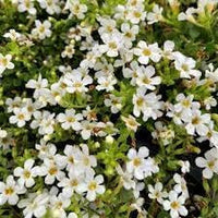 Bacopa blume samen for anpflanzung - fragrant blossoms, heirloom & gmo free samen for home garten
 
 sale for anpflanzung in home garten.