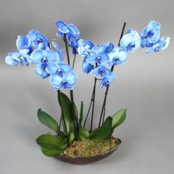 Sky blau butterfly orchid blume samen for anpflanzung - premium quality, heirloom & gmo free samen for home garten
 
 sale samen for anpflanzung in home garten