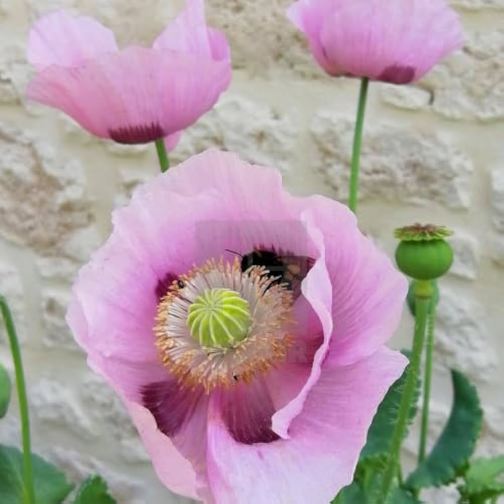 Rosa poppy papaver rhoeas samen for anpflanzung in blume bed
