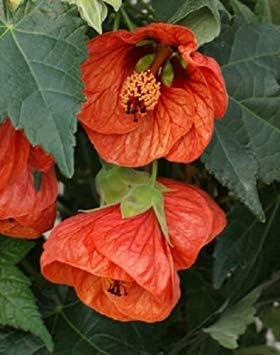 Tangerine orange abutilon blume samen for anpflanzung - vibrant colors, heirloom & gmo free samen for home garten
 
 sale for anpflanzung in home garten