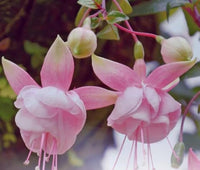 Weiß Rosa Fuchsie Hybrida Blumensamen zur Aussaat – Traditionssorte ohne Gentechnik Keimung biologisch Garten Samen EasyCare Blüten