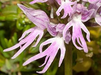 Orchis italica blume samen for anpflanzung - compact growth, heirloom & gmo free samen for home garten
 
 sale samen for home garten