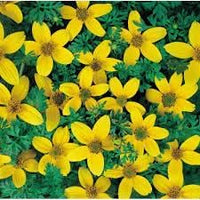 Bidens golden eye blume samen for anpflanzung hardy variety heirloom & gmo free samen for home garten 
 
 sale for anpflanzung in home garten