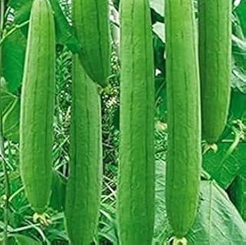 Sponge Gourd Gemüsesamen für einfache Aussaat