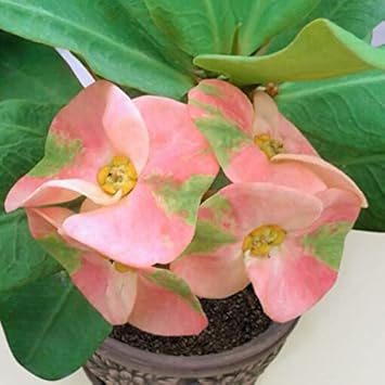 Rosa grün euphorbia milii blume samen for anpflanzung - seasonal bloomer, heirloom & gmo free samen for home garten
 
 sale for anpflanzung in home garten.
