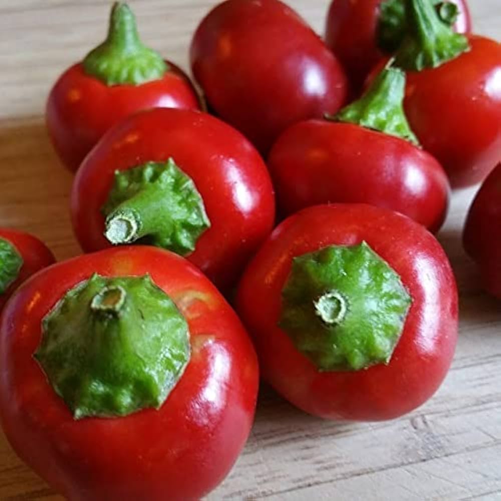 Pimento Capsicum annuum Samen zum Pflanzen in Kitchen Garden and Gemüse Patch