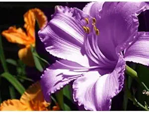 Amaryllis barbados lily blume samen for stunning garten blooms