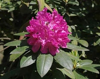 Lila rhododendron blume samen for anpflanzung - garten favorite, heirloom & gmo free samen for home garten
 
 sale for anpflanzung in home garten