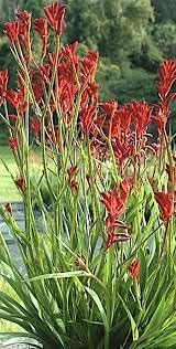 Kangaroo paw blume samen for anpflanzung - long bloom season, heirloom & gmo free samen for home garten
 
 sale samen for home garten