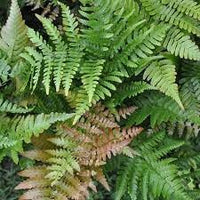 Dryopteris erythrosora blume samen for anpflanzung premium quality heirloom & gmo free samen for home garten 
 
 sale for anpflanzung in home garten