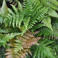 Dryopteris erythrosora blume samen for anpflanzung premium quality heirloom & gmo free samen for home garten 
 
 sale for anpflanzung in home garten