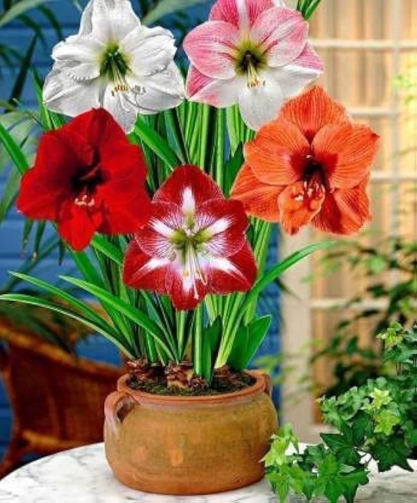 Gemischt Ritterstern Blumensamen zur Aussaat duftend Blüten Traditionssorte & ohne Gentechnik Samen Hausgarten