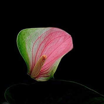 Grün-rosa anthurium blume samen for anpflanzung - colorful display, heirloom & gmo free samen for home garten
 
 sale for anpflanzung in home garten.