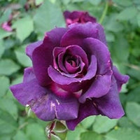 Radiant Lila Rosa Veronia Missurica Samen zur Aussaat Hausgarten Blume Beet