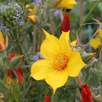 Mentzelia Lindleys Blazing Star Samen Striking Gelb Blumen