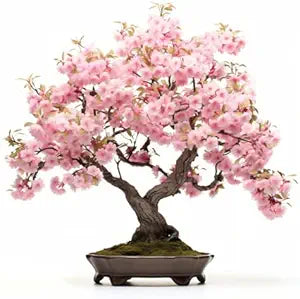 Japanese cherry blossom prunus serrulata for anpflanzung in garten