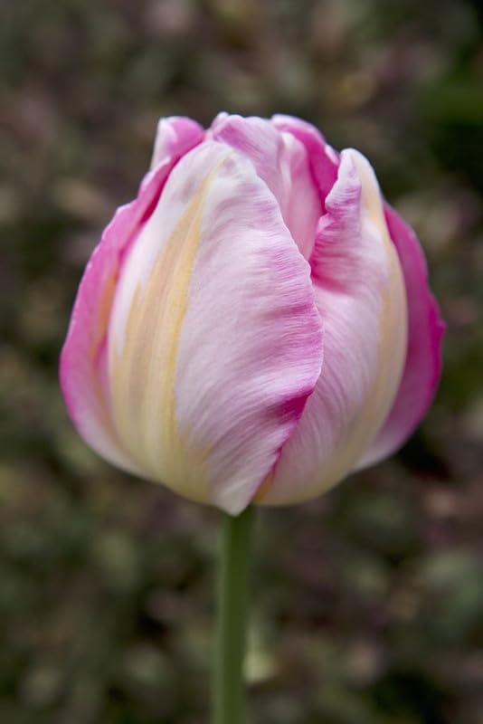 hell Rosa Tulpe Blumensamen zur Aussaat – Traditionssorte ohne Gentechnik biologisch Garten Samen Keimung