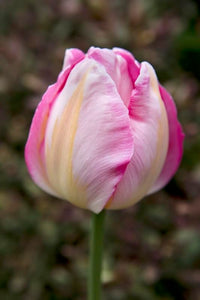 hell Rosa Tulpe Blumensamen zur Aussaat – Traditionssorte ohne Gentechnik biologisch Garten Samen Keimung