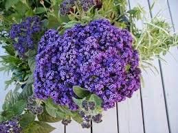 Heliotrope Marine Blau Samen duftend – Blau Blüten