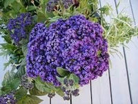 Heliotrope Marine Blau Samen duftend – Blau Blüten