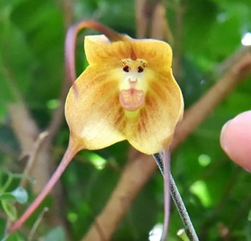 Gelb Monkey Face Orchidee Blumensamen zur Aussaat Wildblume Mischung Traditionssorte & ohne Gentechnik Samen Hausgarten
