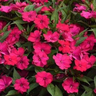 Rot myosotis sylvatica blume samen for anpflanzung cut blume favorite heirloom & gmo free samen for home garten 
 
 sale samen for home garten anpflanzung