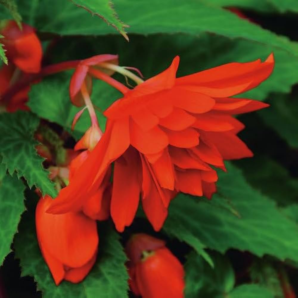 Trailing Begonie Blumensamen zur Aussaat – sonnenliebend – Traditionssorte & ohne Gentechnik Samen Hausgarten