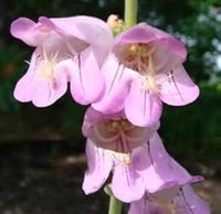 Rosa palmer's penstemon blume samen for anpflanzung - garten favorite, heirloom & gmo free samen for home garten
 
 sale for anpflanzung in home garten
