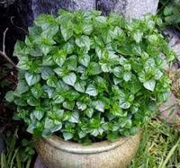 Peperomia pellucida rau cang cua blume samen for anpflanzung - fragrant blossoms, heirloom & gmo free samen for home garten
 
 sale samen for home garten
