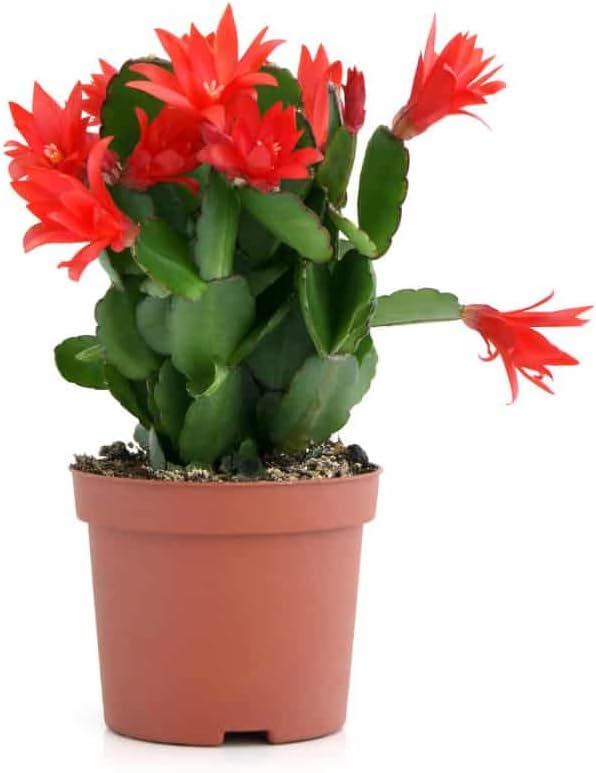 Rot schlumbergera blume samen for anpflanzung hardy variety heirloom & gmo free samen for home garten 
 
 sale for anpflanzung in home garten