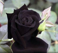 Schwarz Rose Samen dunkel – elegant Garten Blüten