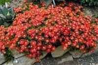 Delosperma carmine blume samen for anpflanzung perfect for borders heirloom & gmo free samen for home garten 
 
 sale for anpflanzung in home garten