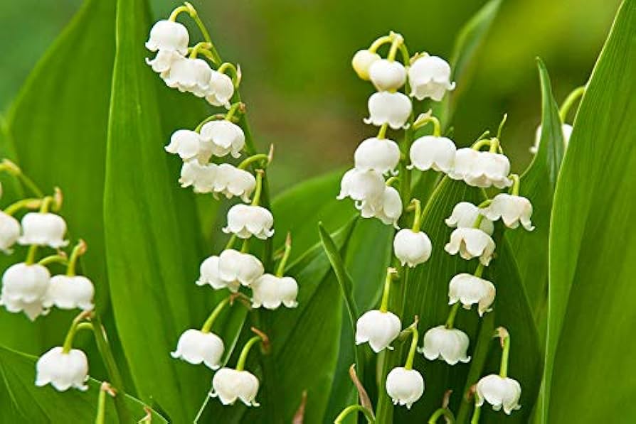 Weiß Bell Orchidee Blumensamen hochwertige Qualitäts- Traditionssorte & ohne Gentechnik Samen Hausgarten