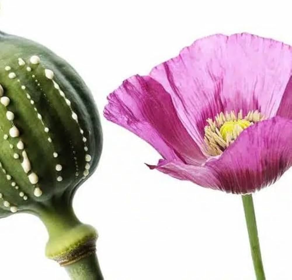 Rosa Poppy Samen zur Aussaat Papaver Rhoeas Blume Beet Landhaus Garten