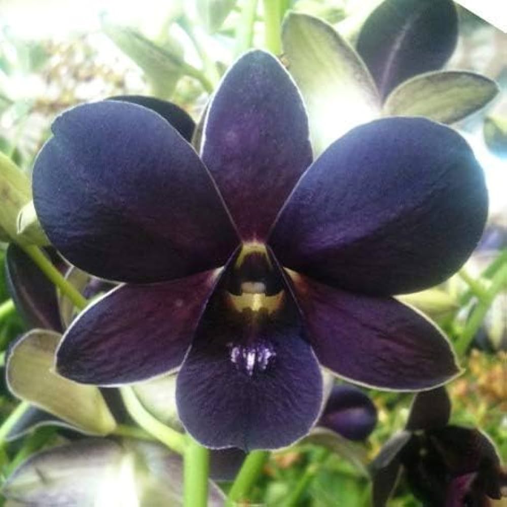 Schwarz Dendrobium Blumensamen zur Aussaat – sonnenliebend – Traditionssorte & ohne Gentechnik Samen Hausgarten