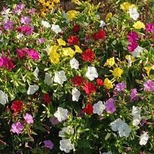 Heirloom mirabilis jalapa blume samen for anpflanzung easy to grow heirloom & gmo free samen for home garten
sale for anpflanzung in home garten