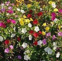 Heirloom mirabilis jalapa blume samen for anpflanzung easy to grow heirloom & gmo free samen for home garten 
 
 sale for anpflanzung in home garten